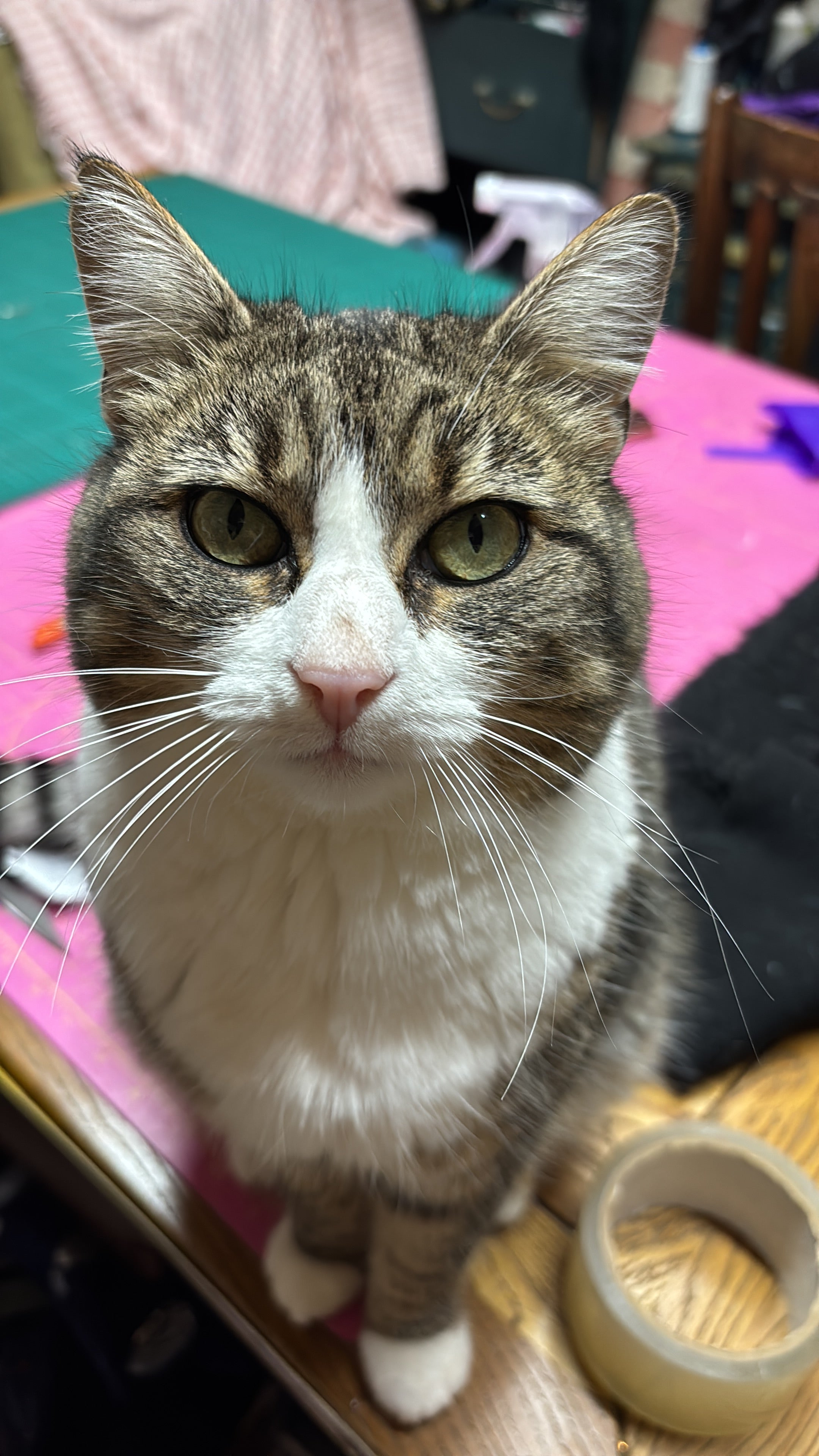 Tabby Cat Face Drop Earrings – Gold tone Lever back